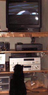 Lucien the cat forever on the prowl. Lucien chasing wildlife on TV - 1