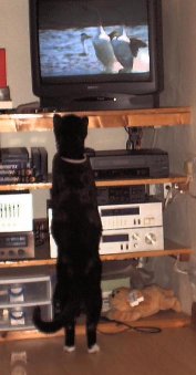 Lucien the cat forever on the prowl. Lucien chasing wildlife on TV - 2