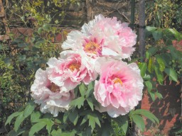 5 blooms at once view 2